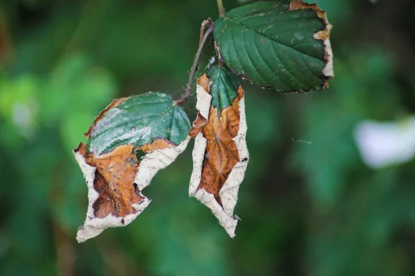 Mistura Cores Verdes Marrons Brilhantes Escuras Maçantes Juntas Uma Parte — Fotografia de Stock