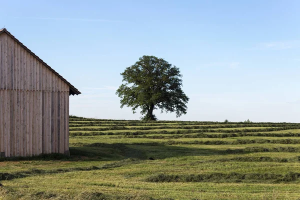 Fieno Estivo Campo Paesaggio Nella Campagna Rurale Della Germania Meridionale — Foto Stock