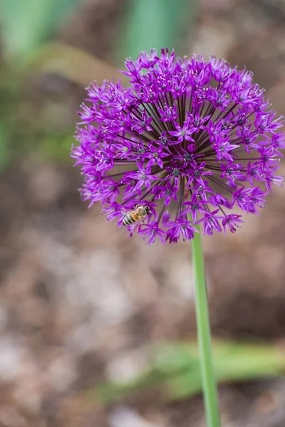 Luftigen Sommer Einer Historischen Stadt Süddeutschland Bunte Blumen Garten Outdoor — Stockfoto