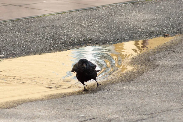 Parco Sud Tedesco Uccello Nero Gode Acqua Dolce Dalla Pioggia — Foto Stock