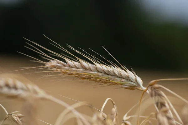 Einem Sehr Sonnigen Junitag Süddeutschland Sieht Man Details Von Weizenpflanzen — Stockfoto
