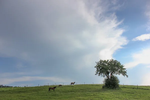 End May South Germany Very Hot Temperature Let Horse Enjoy — Stock Photo, Image