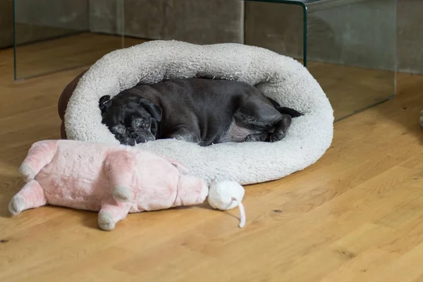 Bonito Perro Negro Relajante Pasillo Con Aspiradora Sofá Mascota Cómodamente — Foto de Stock