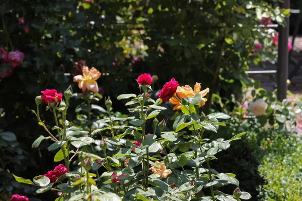 Very Sunny Day June South Germany You See Roses Many — Stock Photo, Image