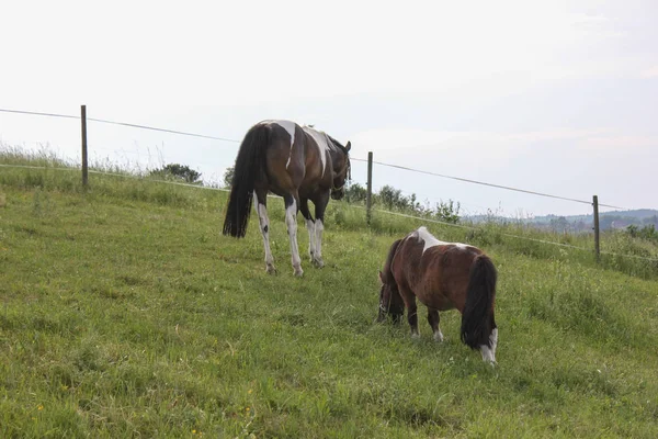 Final Mayo Sur Alemania Temperatura Muy Caliente Dejar Que Caballo —  Fotos de Stock