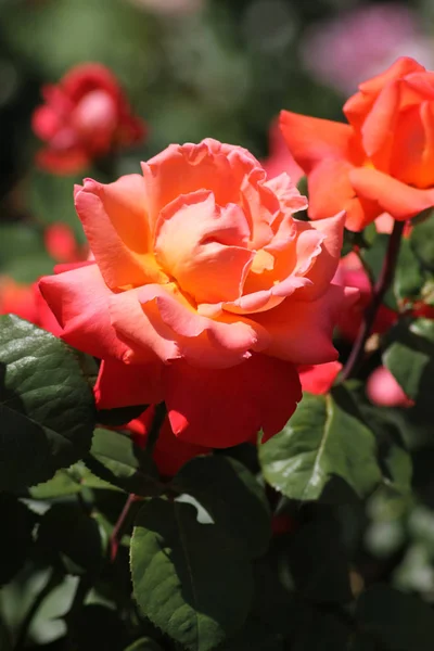 Velmi Slunečného Dne Červnu Jižním Německu Vidíte Růže Mnoha Barev — Stock fotografie