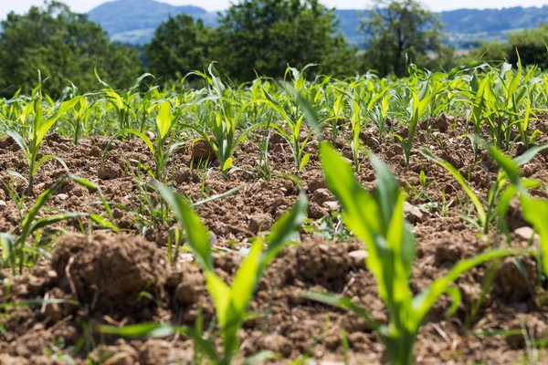 非常に晴れた日に南ドイツの表示される場合茶色の大地と青い空の上でトウモロコシの植物 — ストック写真