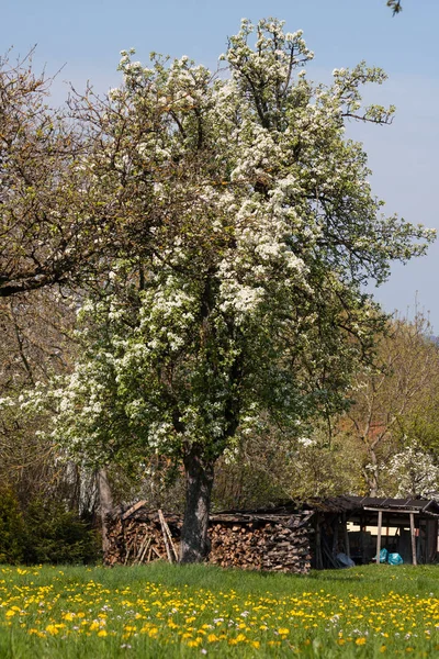 Świeże Kwitnące Drzewa Południowej Niemiecki Wsi — Zdjęcie stockowe