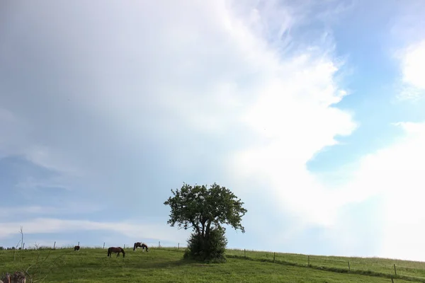 Final Mayo Sur Alemania Temperatura Muy Caliente Dejar Que Caballo —  Fotos de Stock