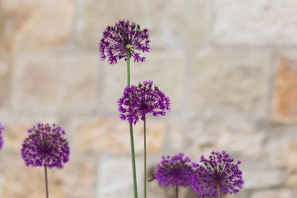 Aerly Sommaren Historisk Stad Södra Tyskland Färgglada Blommor Trädgården Utomhus — Stockfoto