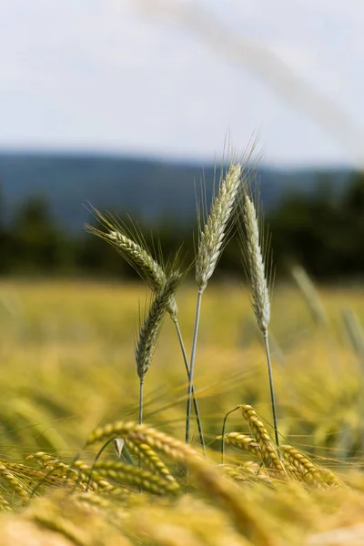 Nagyon Napos Dél Németország Júniusban Látod Kukorica Növények Zöld Olajbogyó — Stock Fotó