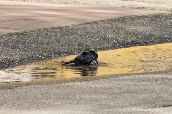 Einem Süddeutschen Park Genießt Schwarzer Vogel Frisches Wasser Vor Regen — Stockfoto
