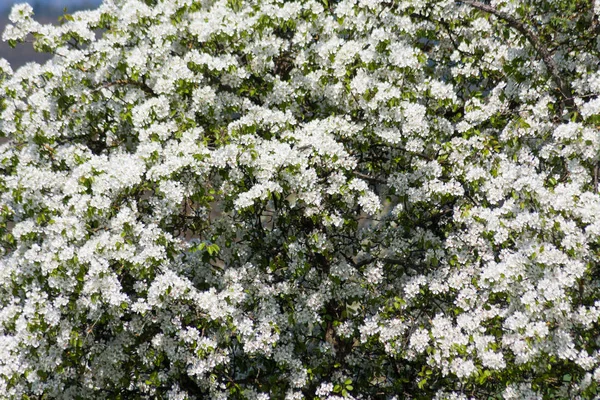 Vista Floración Manzanos Con Colores Estacionales — Foto de Stock