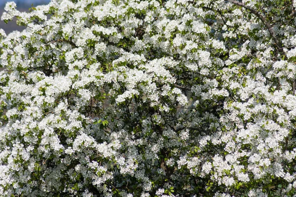 Vue Fleurie Sur Les Pommiers Aux Couleurs Saisonnières — Photo