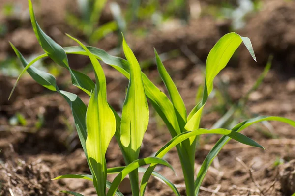 Día Muy Soleado Mayo Sur Alemania Ven Plantas Maíz Tierra —  Fotos de Stock