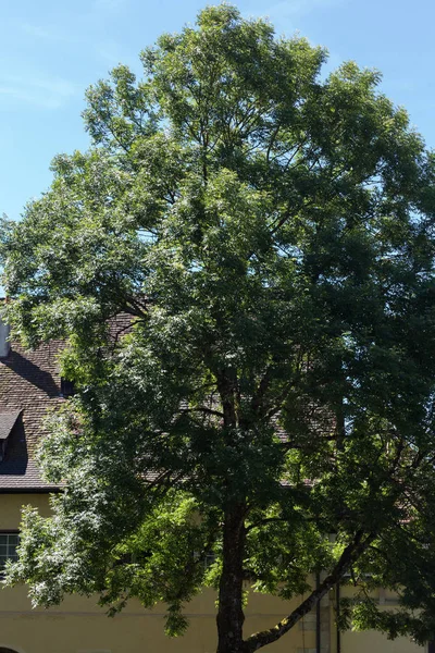 Día Muy Soleado Junio Sur Alemania Ven Casas Rurales Fachadas — Foto de Stock