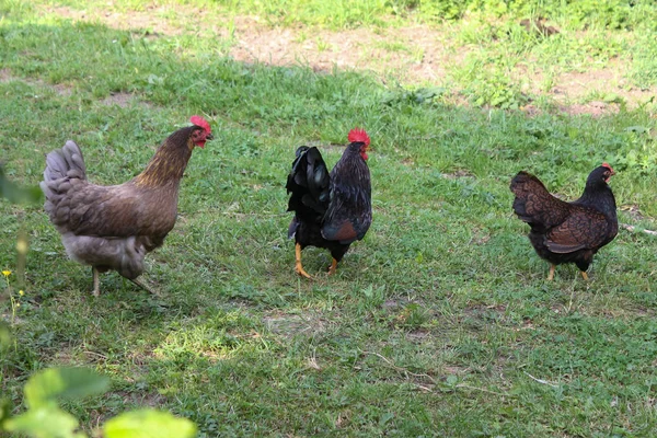 Dia Muito Ensolarado Maio Alemanha Sul Você Galinhas Macho Fêmea — Fotografia de Stock