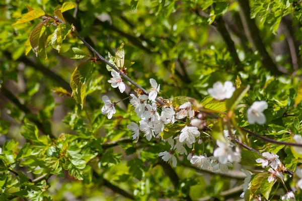 Білі Квітучі Яблуні Навесні — стокове фото