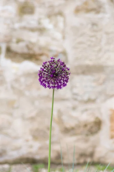 Luftigen Sommer Einer Historischen Stadt Süddeutschland Bunte Blumen Garten Outdoor — Stockfoto