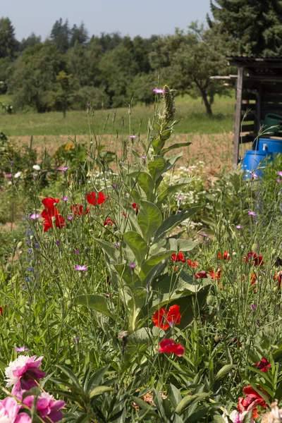 on a very sunny day in june in south germany you see details and colors of cottage country flowers in garden ambiente of farmhouse with great orange red and pink and blue colors