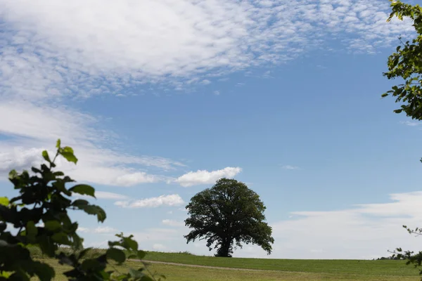 Día Muy Soleado Junio Sur Alemania Árbol Verde Con Impresionantes —  Fotos de Stock