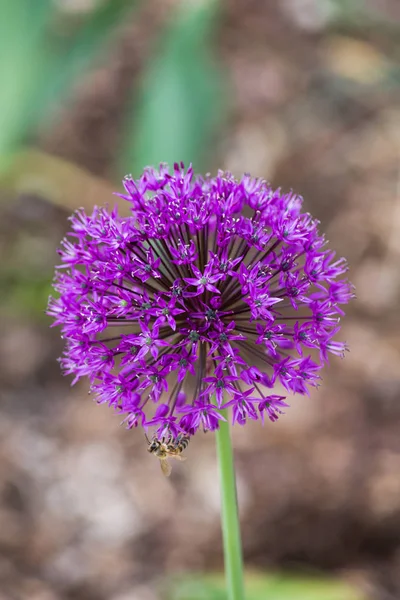 花緑と庭の屋外公園の南ドイツの色とりどりの花で歴史的都市における Aerly — ストック写真