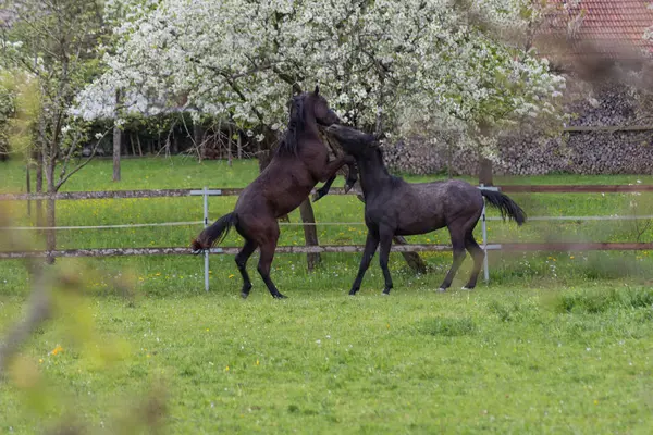 Green Lawn Horses Fighting Eachother Bloom Landscape — Stock Photo, Image