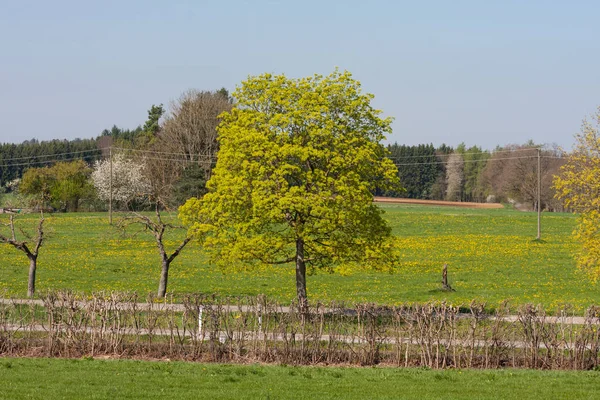 Fresh Blooming Trees Southern German Countryside — Stock Photo, Image
