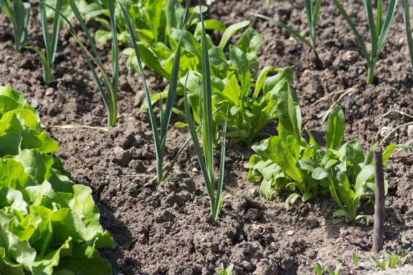 Een Zeer Zonnige Dag Juni Zuid Duitsland Zie Groenten Salade — Stockfoto