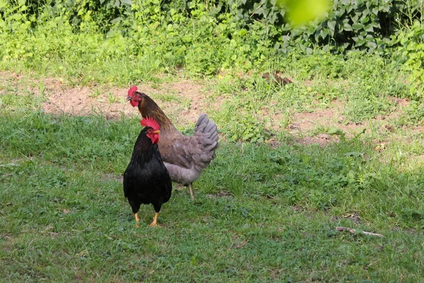 Día Muy Soleado Mayo Sur Alemania Ven Pollos Machos Hembras — Foto de Stock