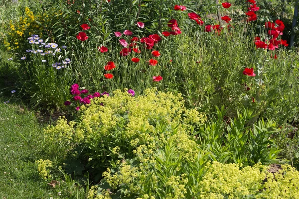 on a very sunny day in june in south germany you see details and colors of cottage country flowers in garden ambiente of farmhouse with great orange red and pink and blue colors