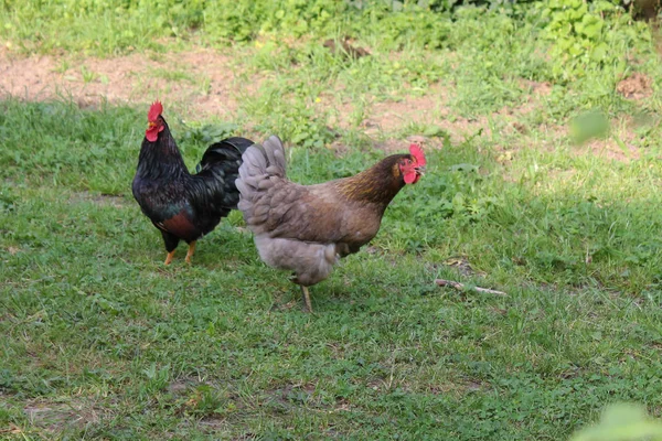 在一个非常阳光明媚的一天 在5月在德国南部 你看到鸡男性和女性在黑色和棕色和灰色的颜色运行在绿色的草丛和后面的灌木丛 — 图库照片