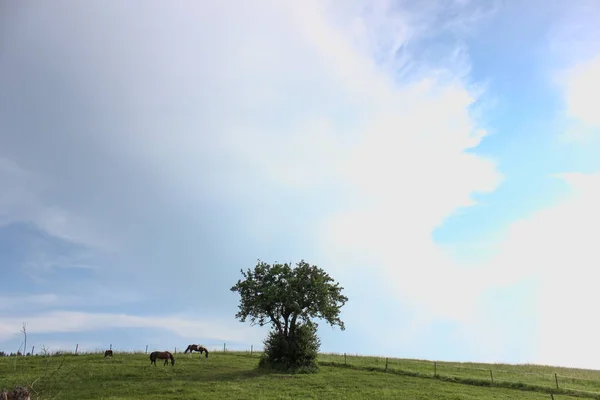 在德国南部非常炎热的温度下 让马享受新鲜的绿草和蓝天 在地平线上有宽阔的天使景观 — 图库照片