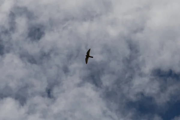 Día Muy Soleado Junio Sur Alemania Alondra Alto Del Cielo — Foto de Stock