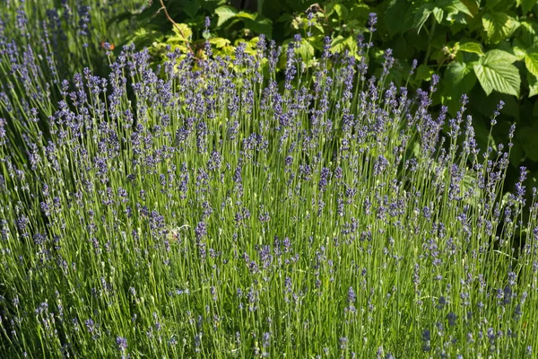 Dia Muito Ensolarado Junho Alemanha Sul Você Detalhes Cores Flores Imagem De Stock