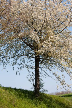 Güney Alman kırsal kesimde taze çiçek açan ağaç.