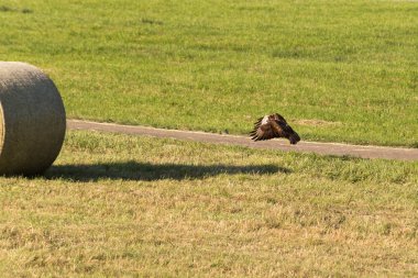Haziran ayında Güney Almanya çok güneşli bir akşam bir Busard alanındaki bekleyen ve bir fare yakalamak saman balya ile görmek ve gökte uçup