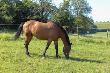 Haziran ayında Güney Almanya çok güneşli bir günde mavi gökyüzü yukarıdaki ve bazı sinekler baş çevresinde yeşil çim üzerinde kahverengi at görmek