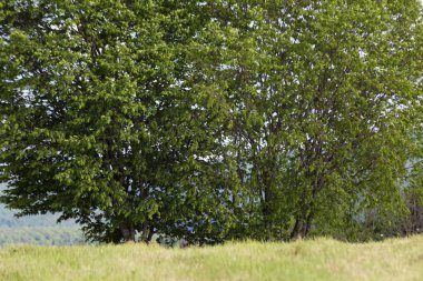 Münih şehir ve stuttgart yakınındaki güney Almanya kırsal bahar, yeşil manzara