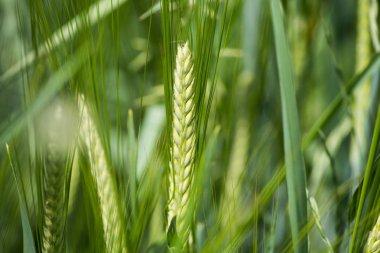 çok güneşli Güney Almanya'da sen kırpma tahıl ve tahıl büyüme yeşil renk ve mavi gökyüzü yukarıda olduğu gibi erken stadyumda bitkilerin görebilir miyim