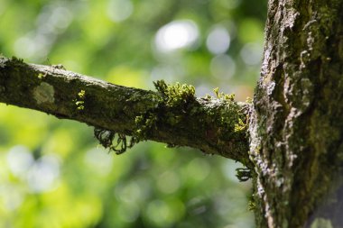 Haziran ayında Güney Almanya çok güneşli bir günde kırsal etrafında otlar ve bitkiler gölgesinden bir manastır bölgesinde Bahçe dolu ağaçları Bkz: