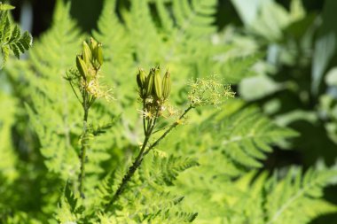 Haziran ayında Güney Almanya çok güneşli bir günde kırsal etrafında otlar ve bitkiler gölgesinden bir manastır bölgesinde Bahçe dolu ağaçları Bkz: