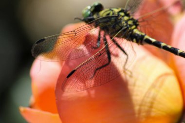 Haziran ayında Güney Almanya çok güneşli bir günde renkli gül düzey renkli bir yeşil nerede oturuyor görüşürüz