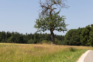 Haziran ayında Güney Almanya çok güneşli bir günde gül ve pembe mor colord çim alan Mısır arka planda önce ayrıntılı görmek