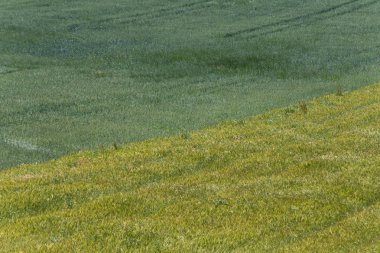 Haziran ayında Güney Almanya çok güneşli bir günde çim Mısır ve bitkiler yeşil zeytin renkli ağaçlar ve kırsal manzara orman önce görüşürüz