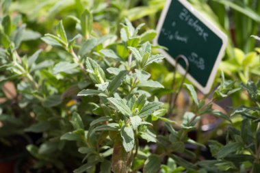 Kırsal bahçesinde taze otlar.