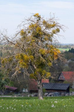 Güney Alman kırsal kesimde taze çiçek açan ağaçlar.