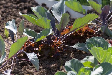Haziran ayında Güney Almanya çok güneşli bir günde gördüğünüz sebze ve salata ve kırsal kesimde açık dünya üzerindeki çiçekler