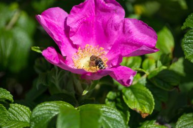 çok güneşli Güney Almanya'da çiçek hibiskus güçlü hafifleyen renk izlenim arılar bal çiçek için besleyici ile görebilirsiniz ve tüm çiçekler güzellik pembe