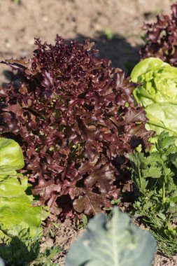 Haziran ayında Güney Almanya çok güneşli bir günde ayrıntıları ve salata mor lahana soğan ve daha fazlası gibi yeşil bitkilerin renkleri görmek